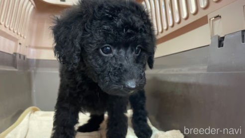 成約済の愛媛県のタイニープードル-298147の2枚目