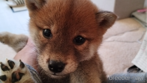 成約済の千葉県の柴犬-290153の4枚目