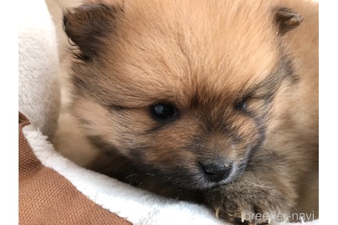 成約済の長崎県のポメラニアン-298152の18枚目