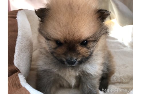 成約済の長崎県のポメラニアン-298152の17枚目