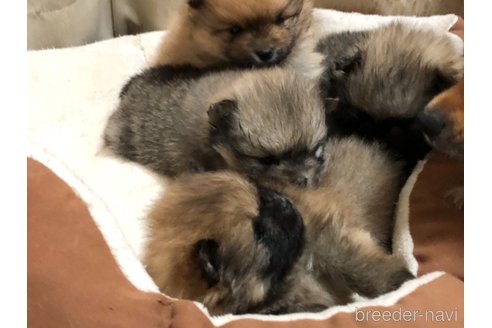 成約済の長崎県のポメラニアン-298152の15枚目
