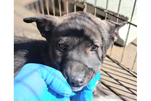 成約済の千葉県のミックス犬-293638の13枚目