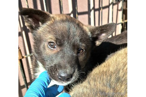 成約済の千葉県のミックス犬-293638の11枚目