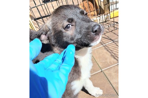 成約済の千葉県のミックス犬-293638の8枚目