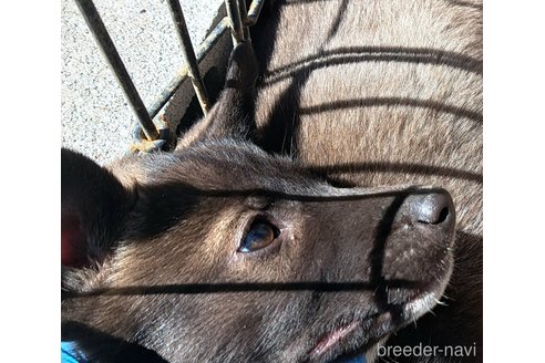 成約済の千葉県のミックス犬-293638の7枚目