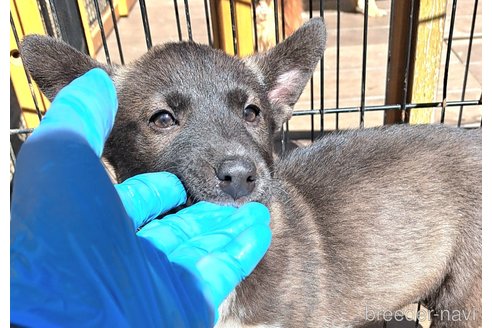 成約済の千葉県のミックス犬-293638の6枚目