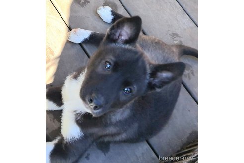 成約済の千葉県のミックス犬-293638の5枚目