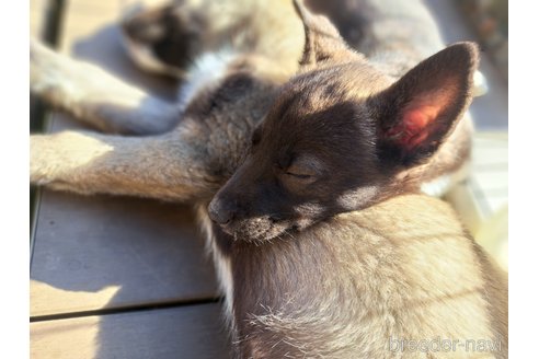 成約済の千葉県のミックス犬-293638の4枚目