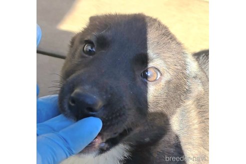 成約済の千葉県のミックス犬-293638の5枚目