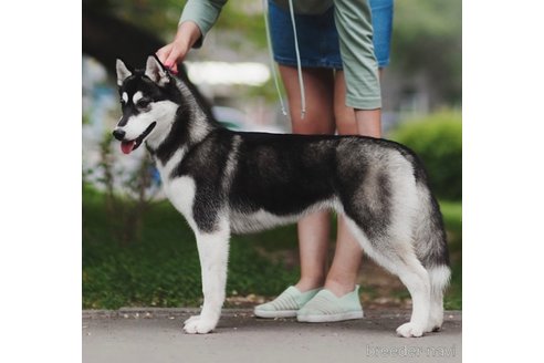 ののシベリアンハスキー-