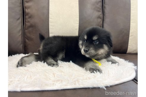 成約済の三重県のミックス犬-296693の24枚目