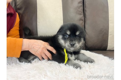 成約済の三重県のミックス犬-296693の23枚目