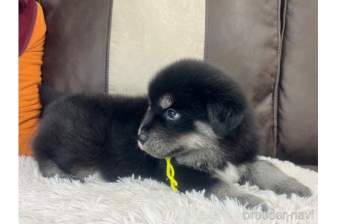 成約済の三重県のミックス犬-296693の22枚目