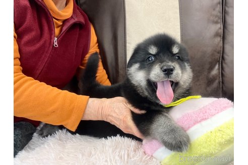 成約済の三重県のミックス犬-296693の21枚目