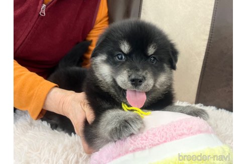 成約済の三重県のミックス犬-296693の19枚目
