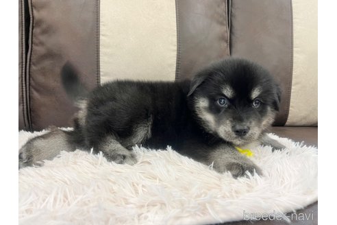 成約済の三重県のミックス犬-296693の16枚目