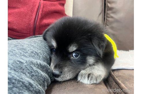 成約済の三重県のミックス犬-296693の15枚目