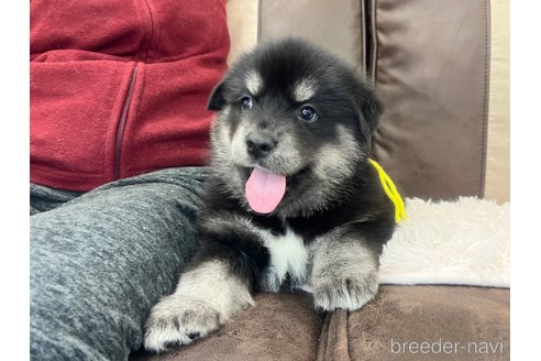成約済の三重県のミックス犬-296693の14枚目