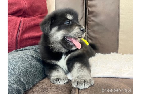 成約済の三重県のミックス犬-296693の13枚目