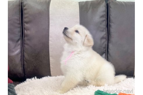 成約済の三重県のミックス犬-298224の17枚目