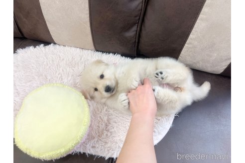 成約済の三重県のミックス犬-298224の16枚目