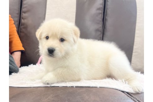 成約済の三重県のミックス犬-298224の15枚目
