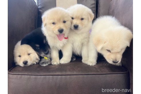 成約済の三重県のミックス犬-296693の5枚目
