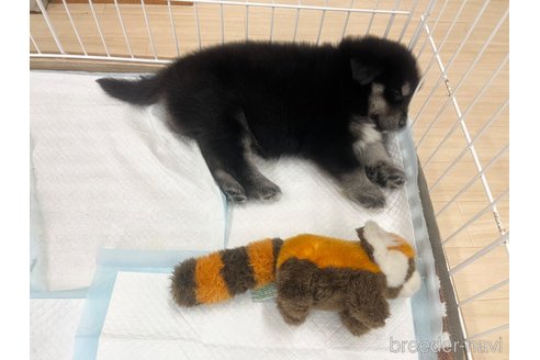 成約済の三重県のミックス犬-296693の2枚目