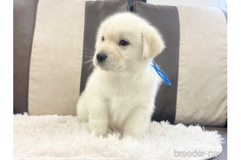 成約済の三重県のミックス犬-298225の19枚目