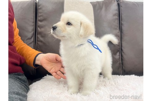 成約済の三重県のミックス犬-298225の17枚目