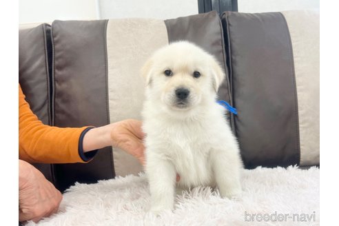 成約済の三重県のミックス犬-298225の14枚目