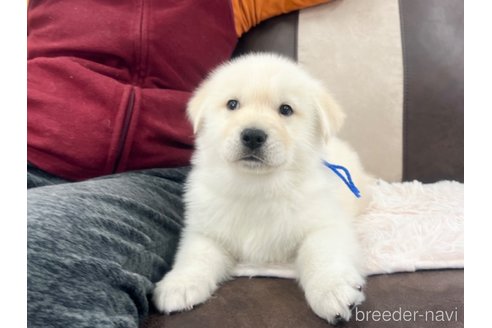 成約済の三重県のミックス犬-298225の13枚目