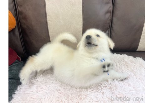 成約済の三重県のミックス犬-298225の12枚目