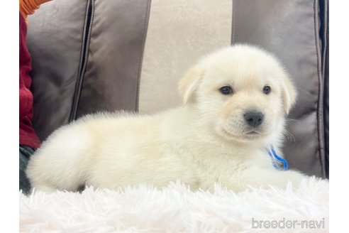 成約済の三重県のミックス犬-298225の11枚目