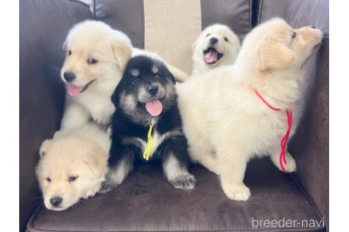 成約済の三重県のミックス犬-298225の10枚目