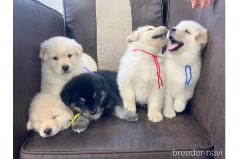 成約済の三重県のミックス犬-298225の7枚目