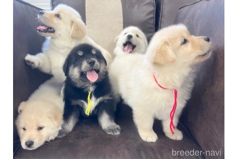 成約済の三重県のミックス犬-298225の6枚目