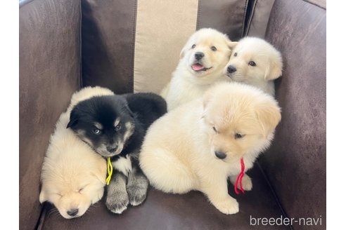 成約済の三重県のミックス犬-298225の4枚目