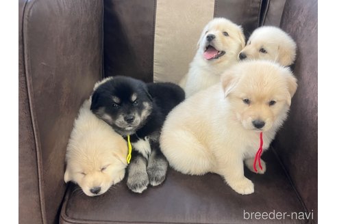 成約済の三重県のミックス犬-298225の3枚目