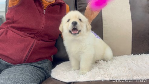 成約済の三重県のミックス犬-298226の14枚目