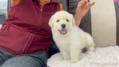 成約済の三重県のミックス犬-298226の25枚目