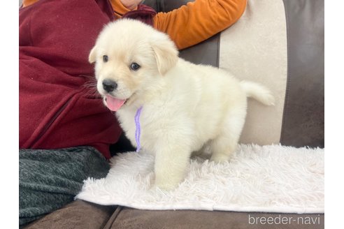 成約済の三重県のミックス犬-298226の24枚目