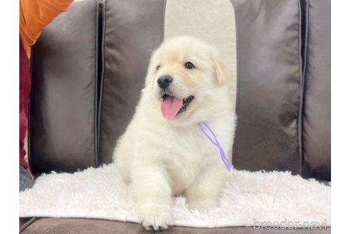 成約済の三重県のミックス犬-298226の23枚目