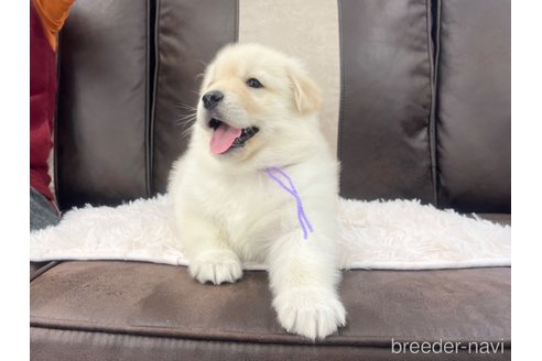 成約済の三重県のミックス犬-298226の22枚目