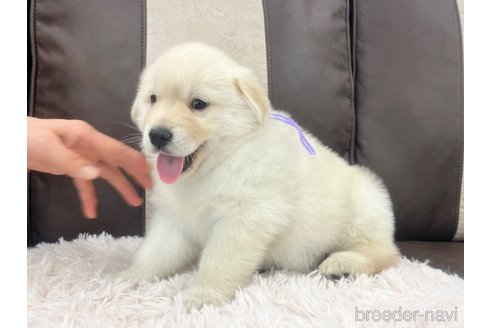 成約済の三重県のミックス犬-298226の20枚目