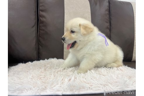 成約済の三重県のミックス犬-298226の18枚目