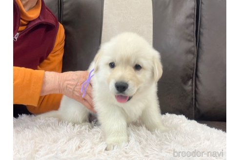 成約済の三重県のミックス犬-298226の17枚目