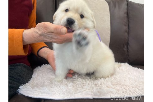 成約済の三重県のミックス犬-298226の16枚目