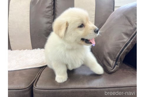 成約済の三重県のミックス犬-298226の15枚目