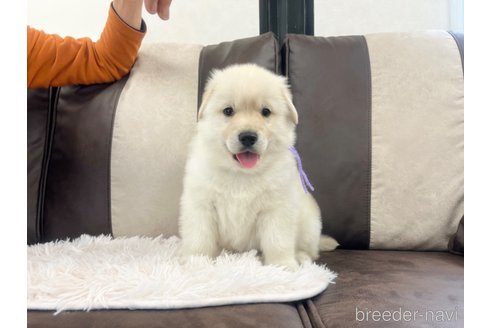成約済の三重県のミックス犬-298226の11枚目